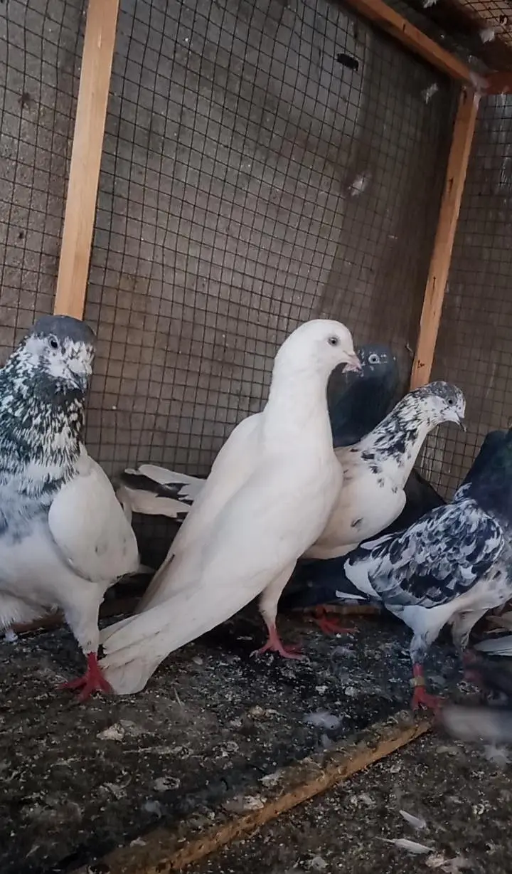 Breeder kabutoor for sale