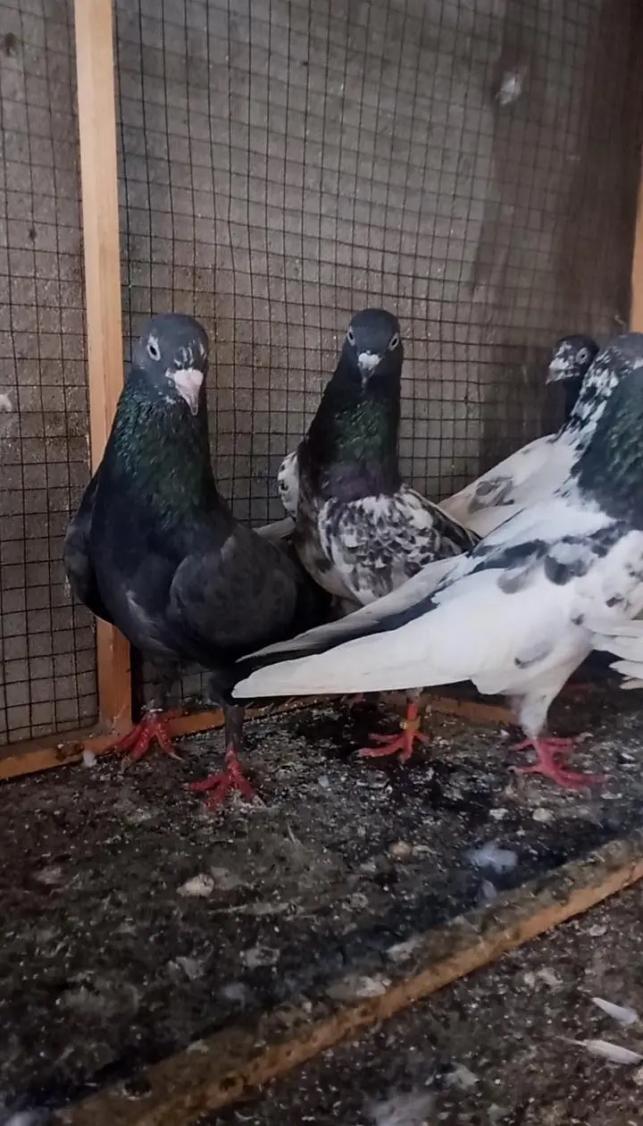 Breeder kabutoor for sale — photo 2