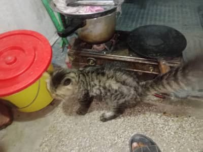 Persian cat available for good cat