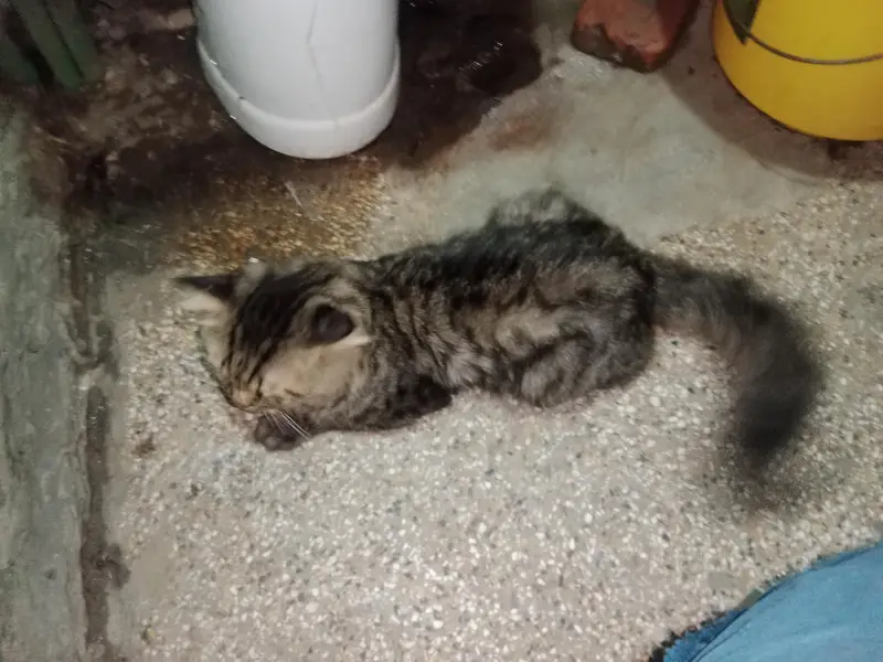 Persian cat available for good cat — photo 2