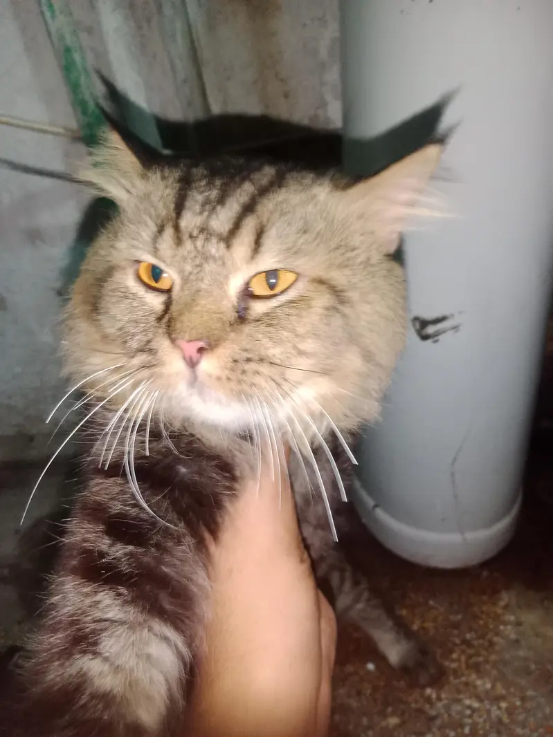 Persian cat available for good cat — photo 3