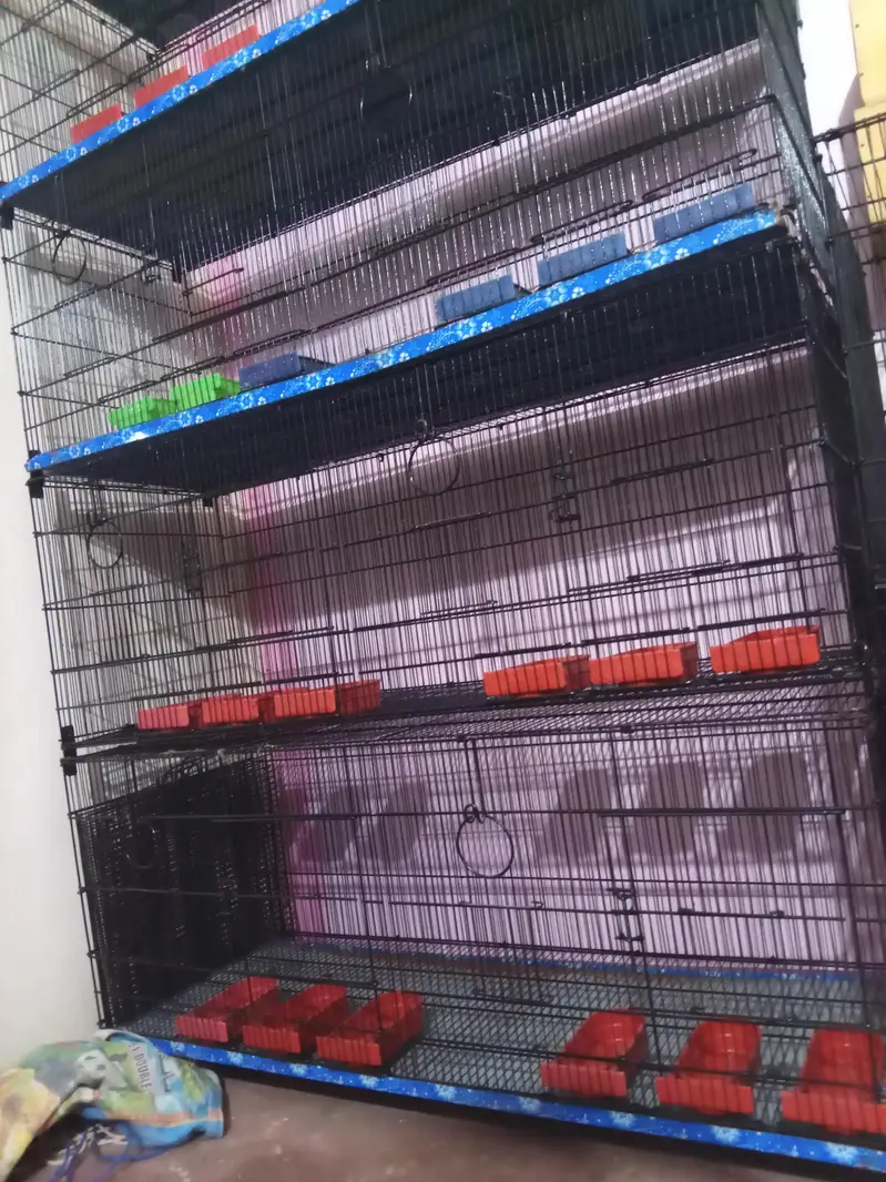 Umar / Master and Zarar Cage for Love Birds, Cocktail, Java, Finches