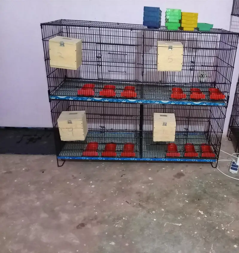 Umar / Master and Zarar Cage for Love Birds, Cocktail, Java, Finches — photo 2