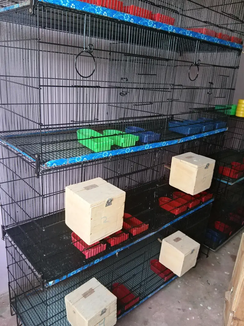Umar / Master and Zarar Cage for Love Birds, Cocktail, Java, Finches — photo 4