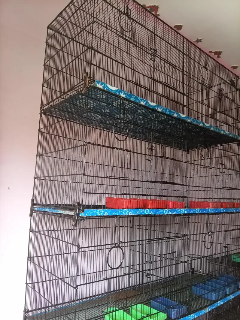 Umar / Master and Zarar Cage for Love Birds, Cocktail, Java, Finches — photo 5