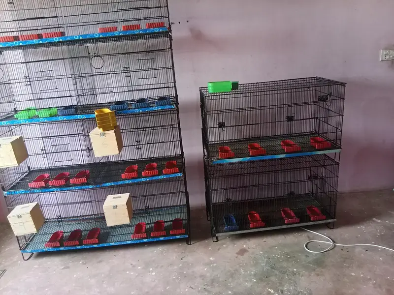 Umar / Master and Zarar Cage for Love Birds, Cocktail, Java, Finches — photo 6