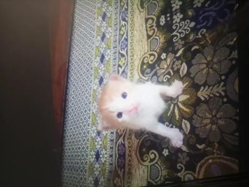 ghr ki breed hai jo care kary wohi contact kary — photo 3