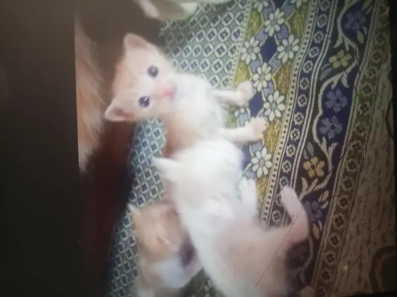 ghr ki breed hai jo care kary wohi contact kary — photo 5
