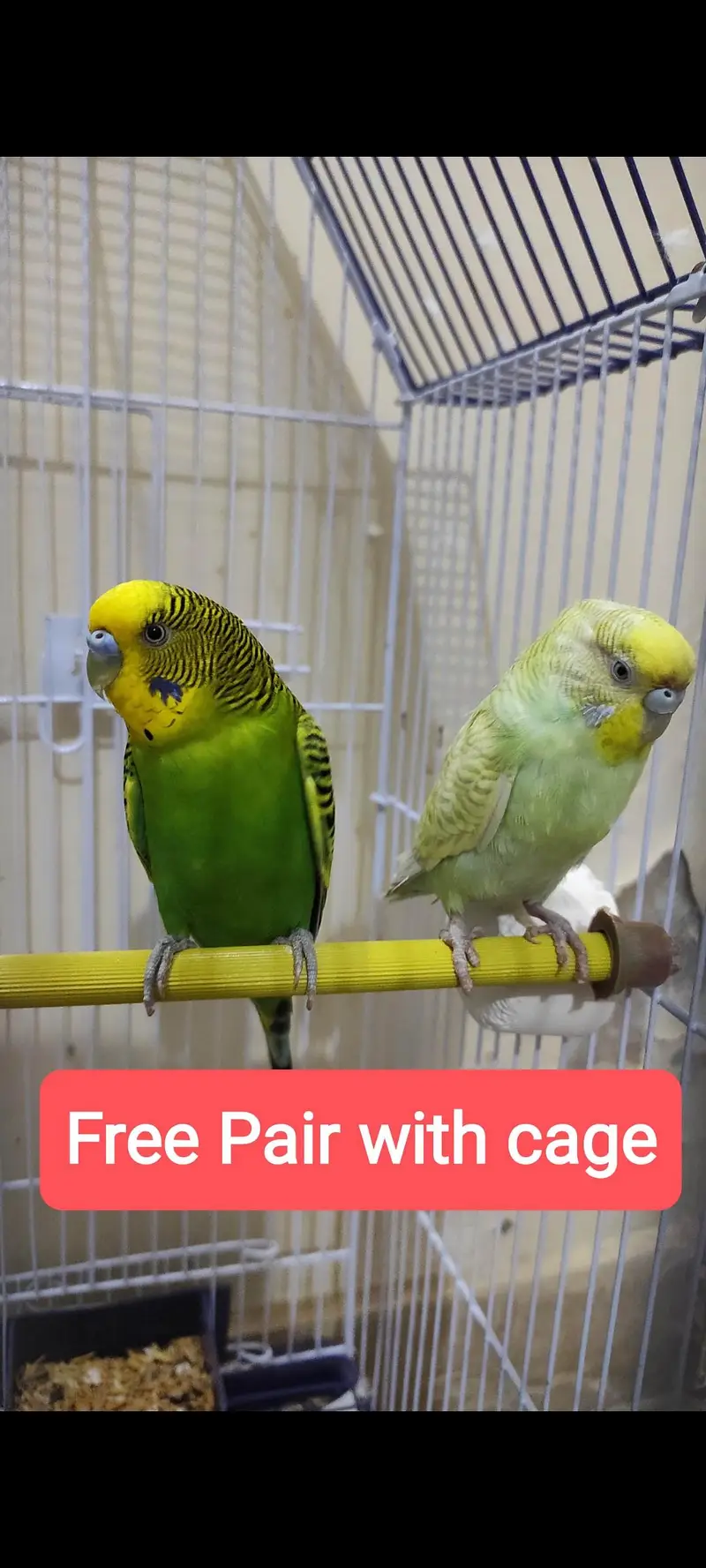 Jumbo size cage for sale with 1 budgies pair free — photo 9
