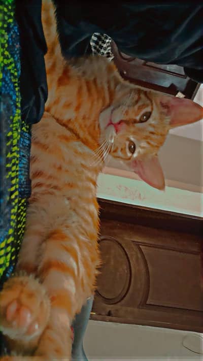 Persian male kitten