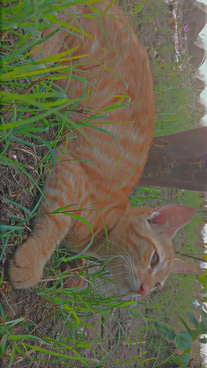 Persian male kitten — photo 2
