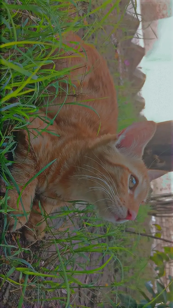 Persian male kitten — photo 3