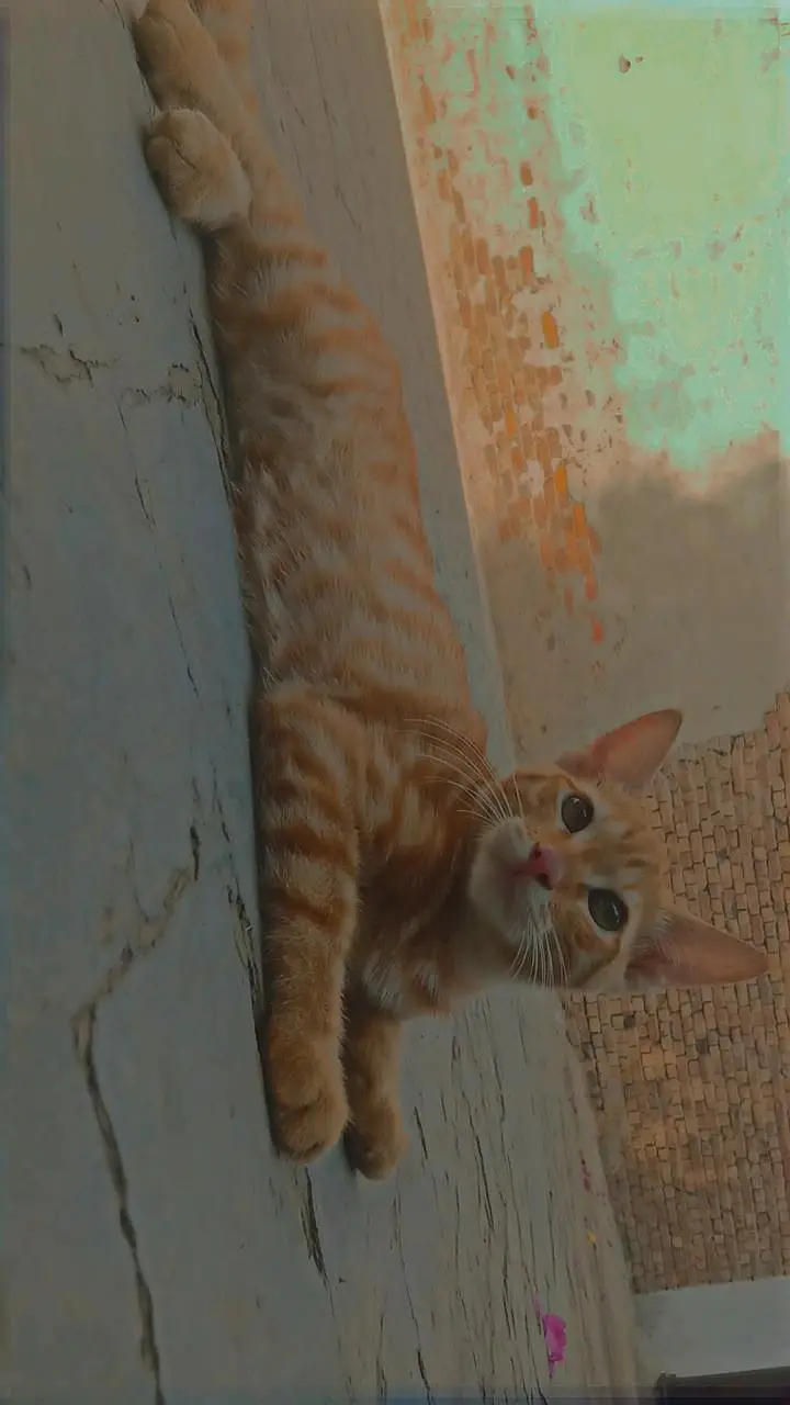 Persian male kitten — photo 4