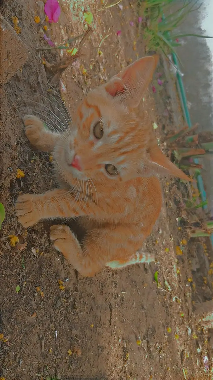 Persian male kitten — photo 6