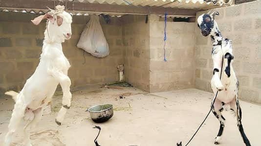 2 bakery hen for sale