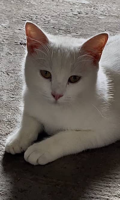 Persian cat  age 6 to 8 not confirmed