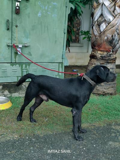 labra dog for sale
