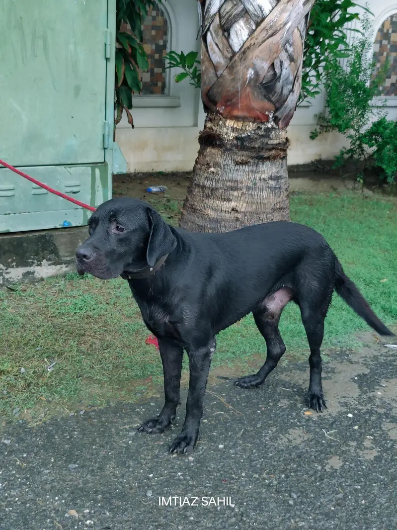 labra dog for sale — photo 2