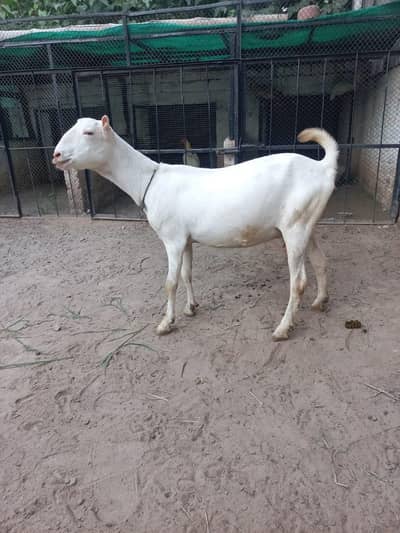Teddi Goats