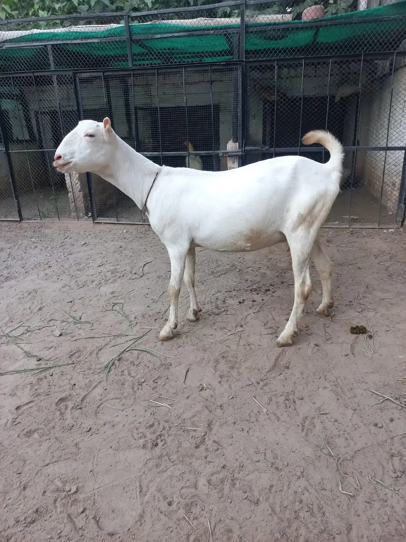 Teddi Goats
