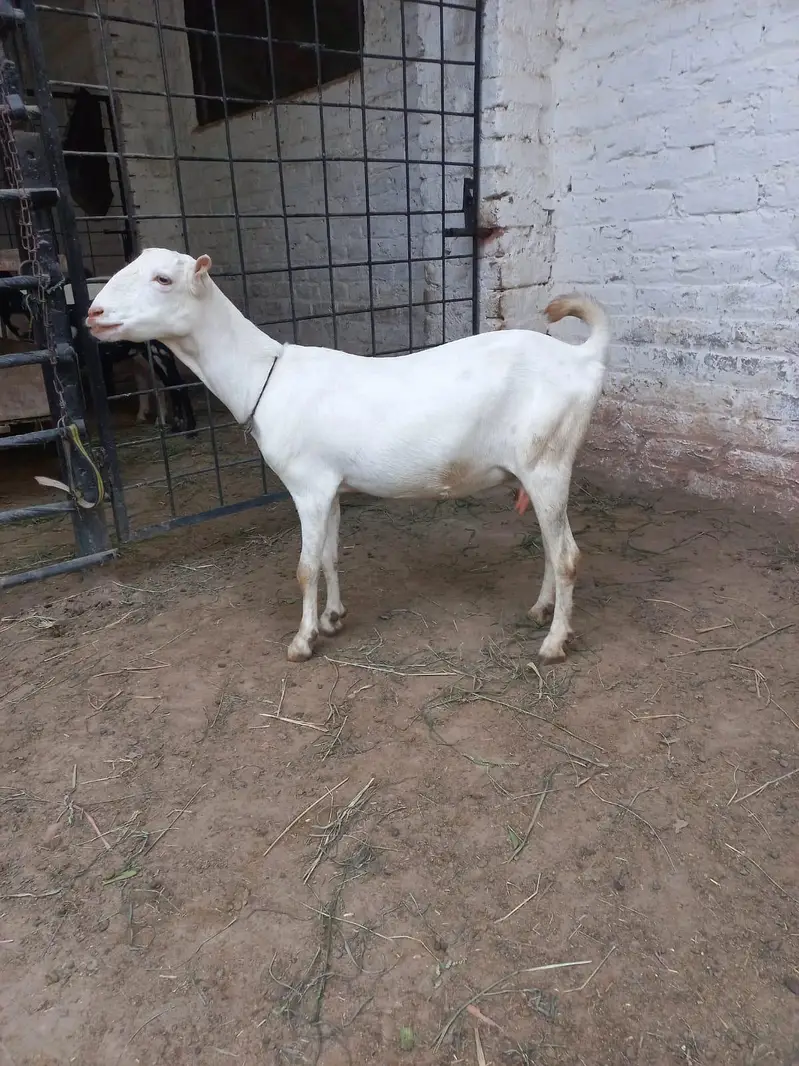 Teddi Goats — photo 2