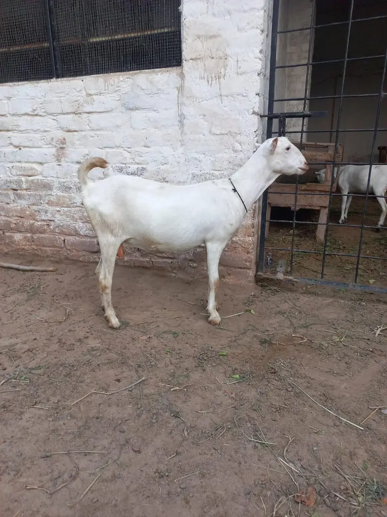 Teddi Goats — photo 3