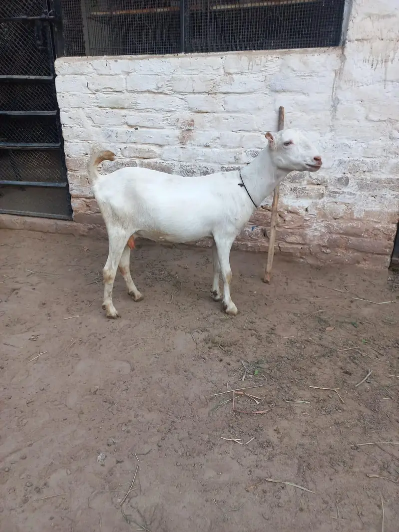 Teddi Goats — photo 4