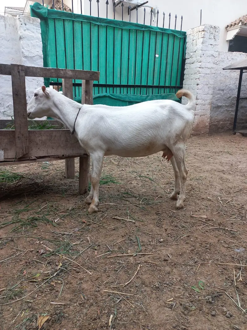 Teddi Goats — photo 5