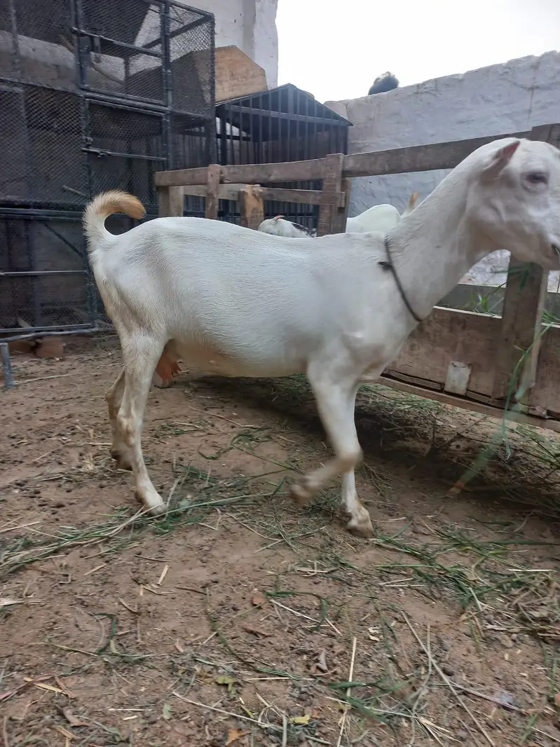 Teddi Goats — photo 6