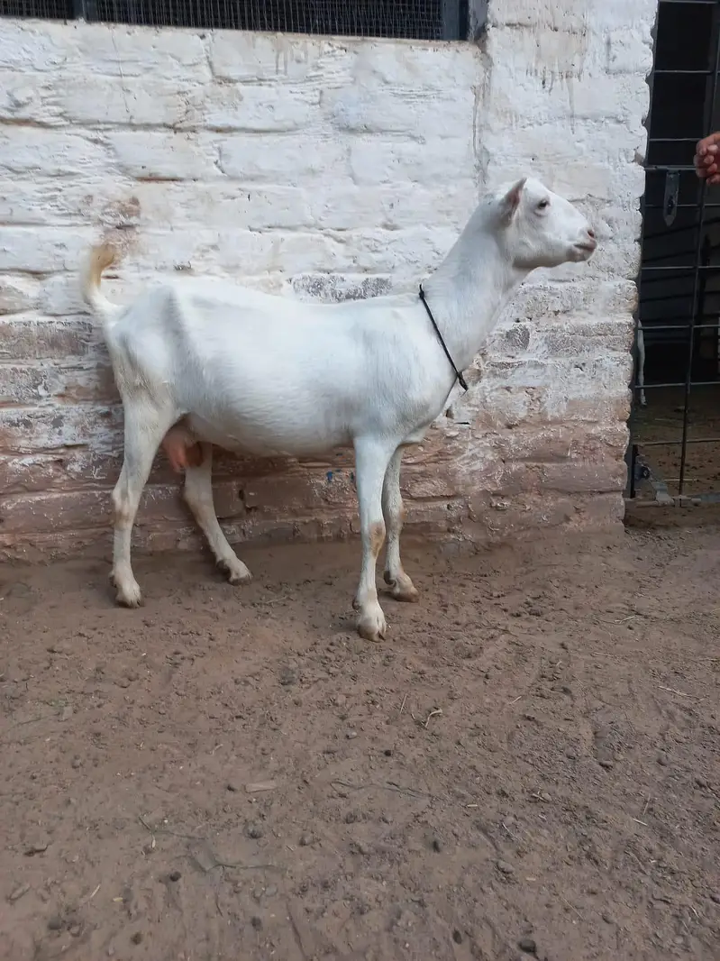 Teddi Goats — photo 7