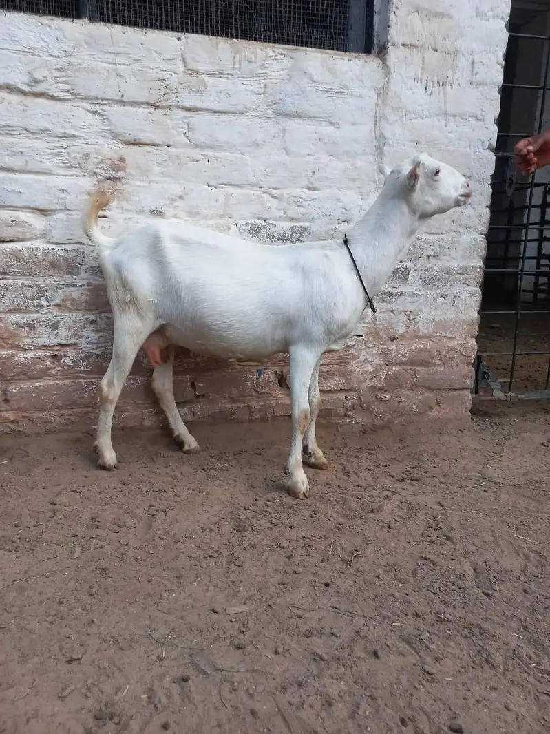 Teddi Goats — photo 8