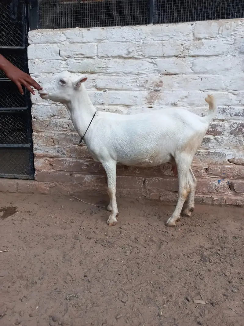 Teddi Goats — photo 9