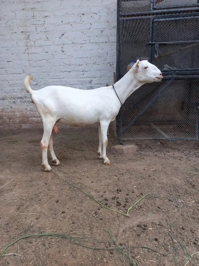 Teddi Goats — photo 10