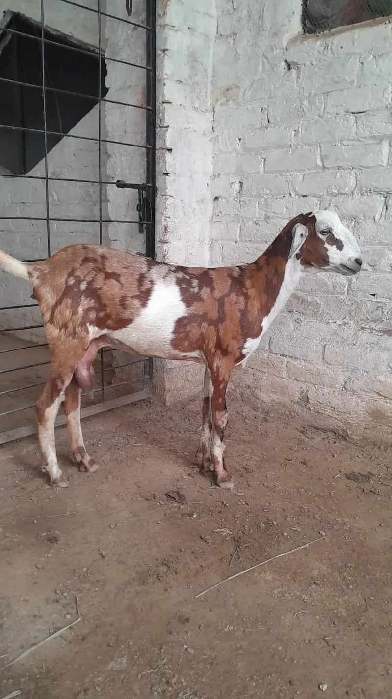 Teddi Goats — photo 11