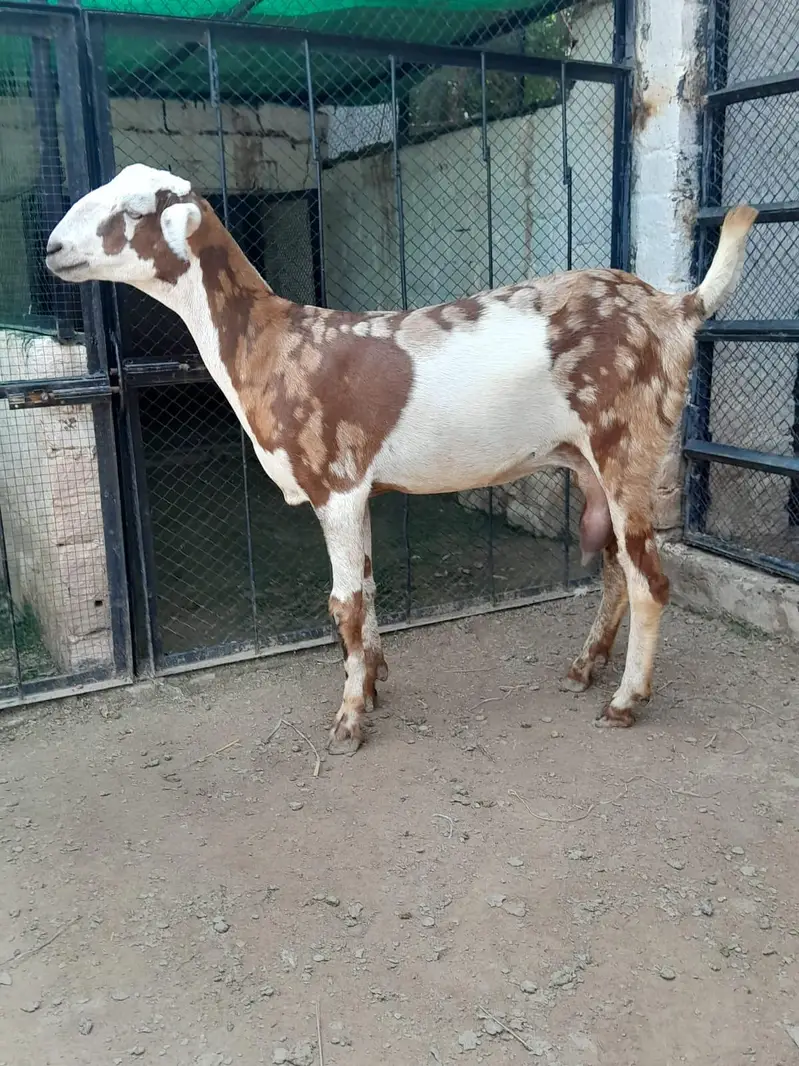 Teddi Goats — photo 12
