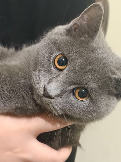 British Short Hair Kitten