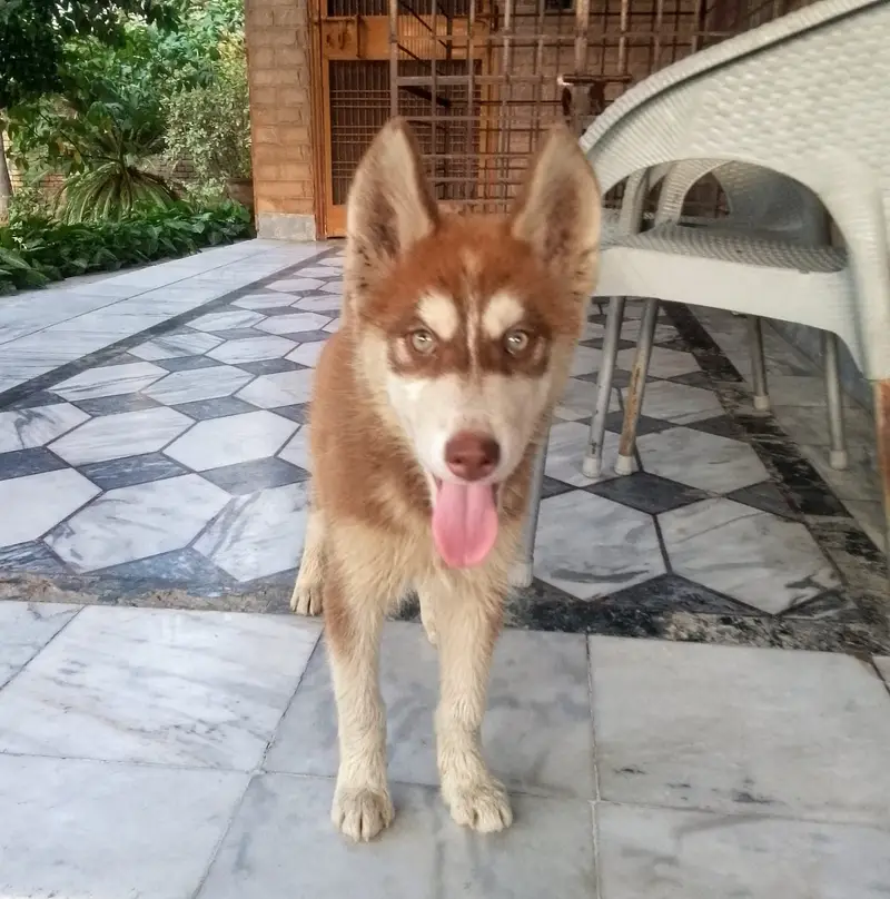 Siberian Husky Male pup available — photo 3
