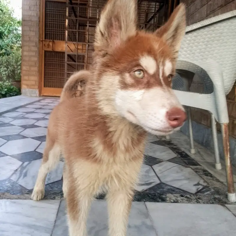 Siberian Husky Male pup available — photo 4