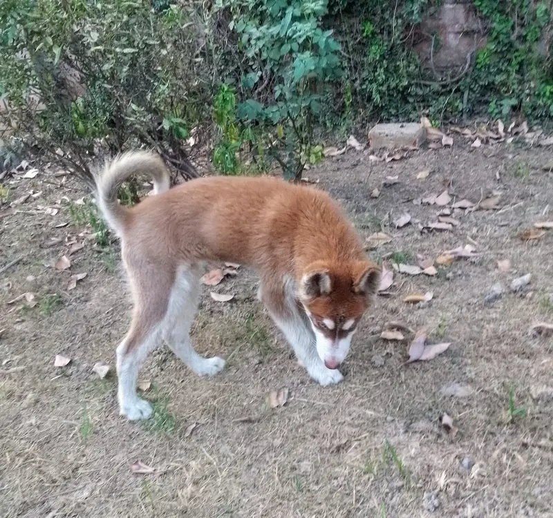 Siberian Husky Male pup available — photo 5