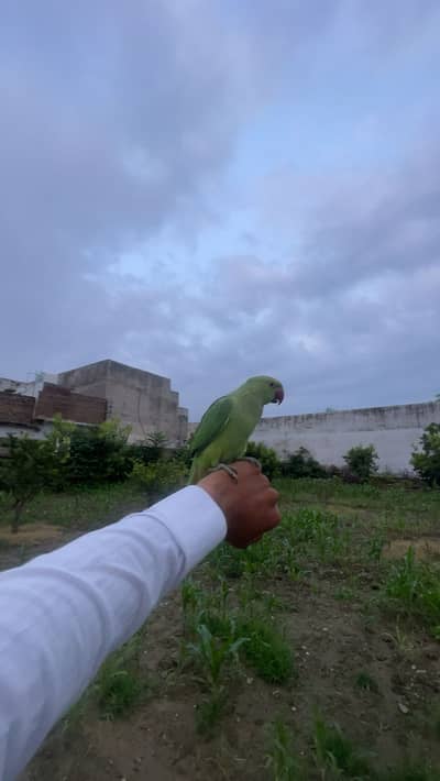 Parrots
