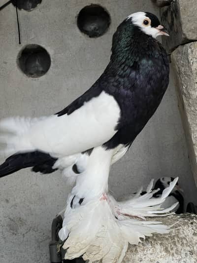 Breeder Pair for sale