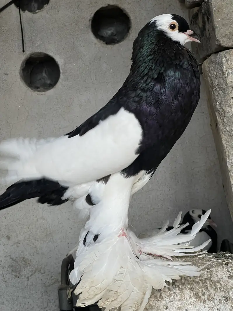 Breeder Pair for sale