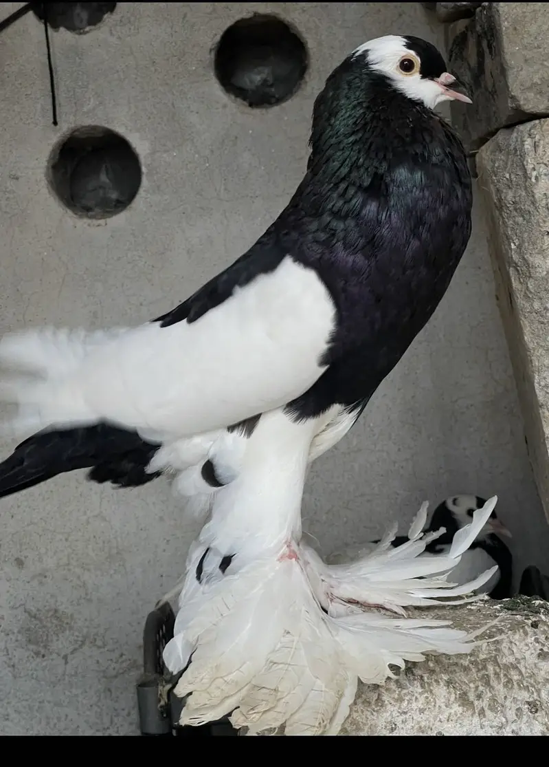 Breeder Pair for sale — photo 2