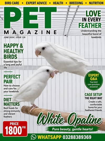 love birds contact Whatsapp 03288389369