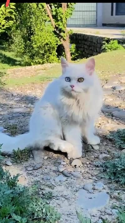 Persian cat long coat