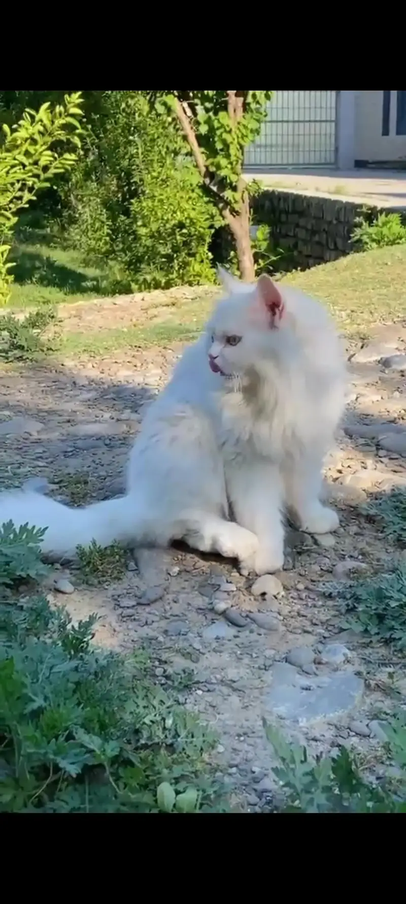 Persian cat long coat — photo 2