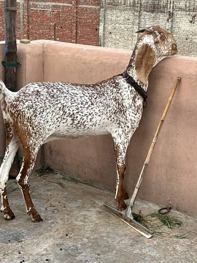 Pure Mekhi cheni bakri for sale