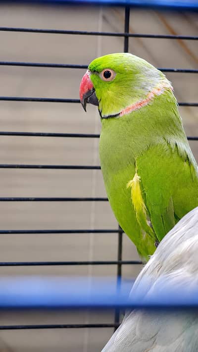 ringneck breeder male & lacewing & cremino