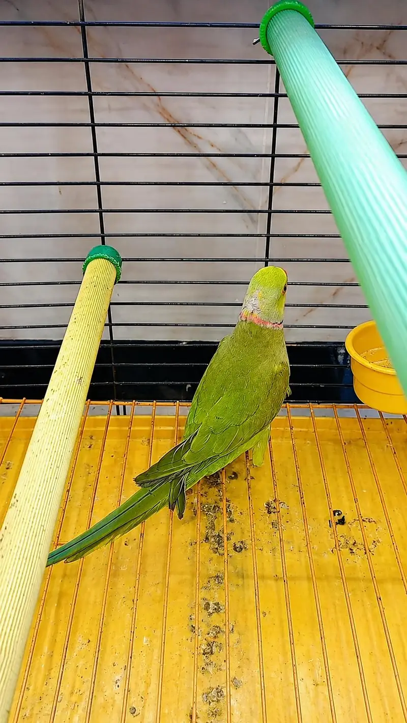 ringneck breeder male & lacewing & cremino — photo 2