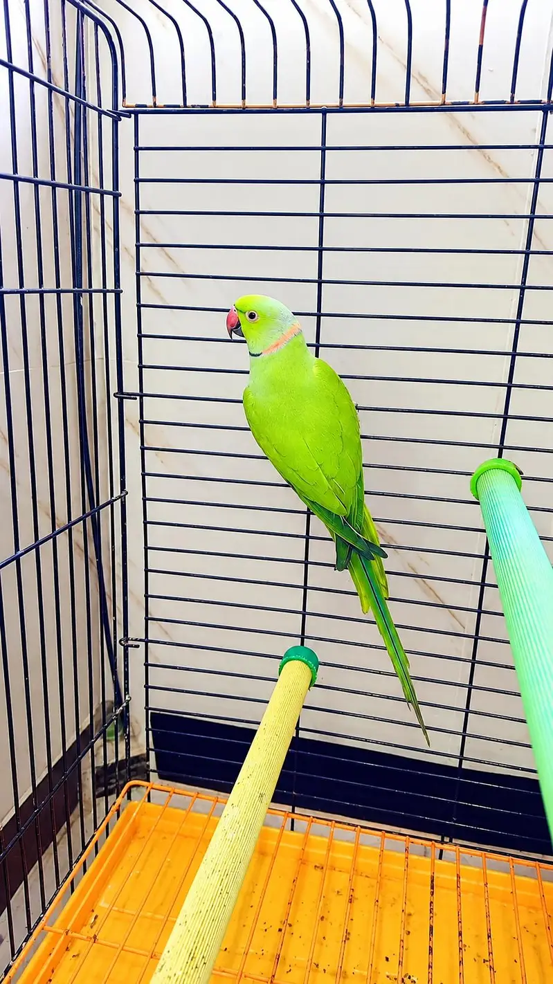 ringneck breeder male & lacewing & cremino — photo 3